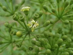 Polyscias cutispongia