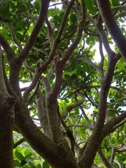 Polyscias cutispongia