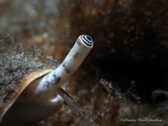 Macrostrombus costatus