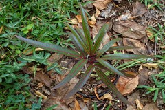 Polyscias cutispongia