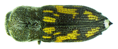 Paratyndaris barberi