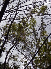 Ruizia cordata
