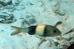 Parupeneus insularis
