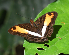 Adelpha cocala cocala