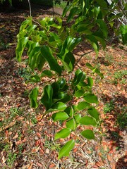 Securinega durissima