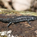 Small-mouthed Salamander - Photo (c) asper, some rights reserved (CC BY-NC), uploaded by asper