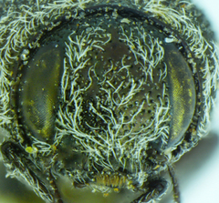 Paratyndaris barberi