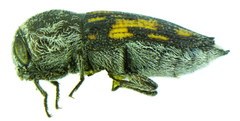 Paratyndaris barberi