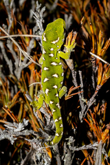 Naultinus gemmeus