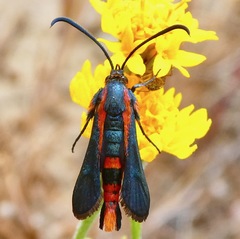 Synanthedon polygoni