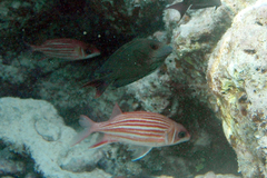 Sargocentron microstoma