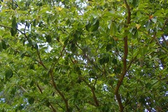 Terminalia bentzoe