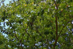 Terminalia bentzoe