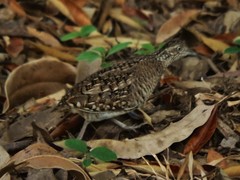 Turnix nigricollis