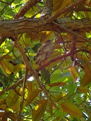 Zosterops borbonicus