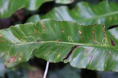 Phytomyza scolopendri