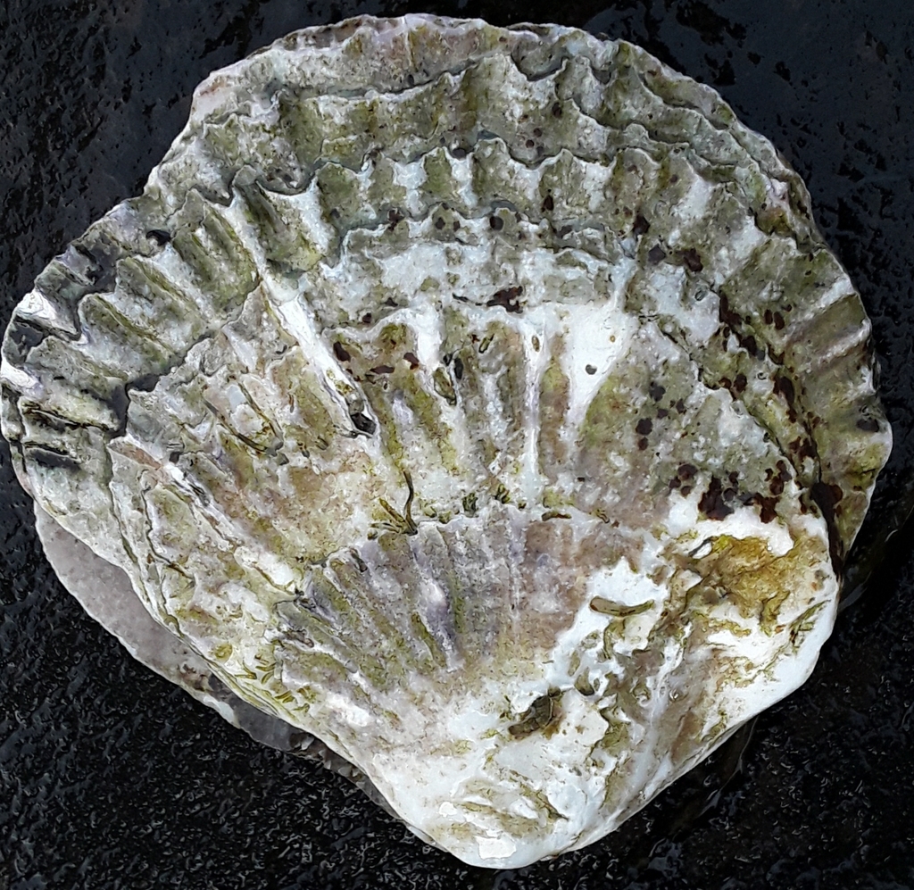 True Oysters