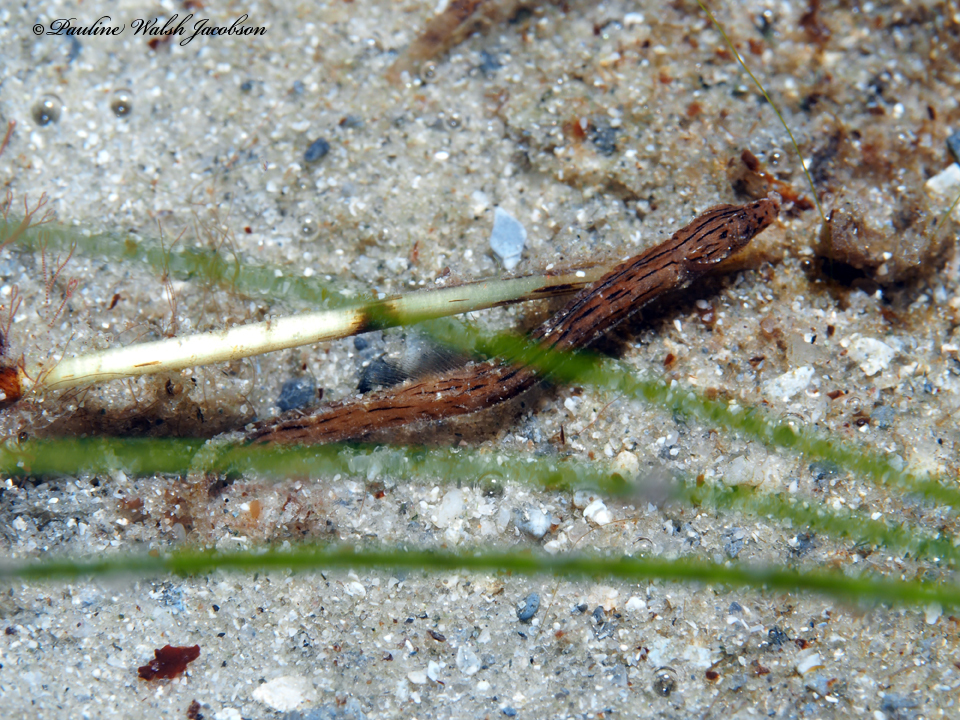Crested Pipefish