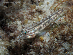 Coryphopterus glaucofraenum