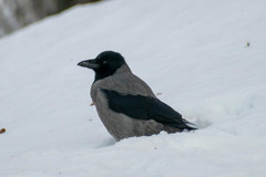 Corvus cornix
