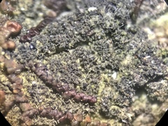 Pseudosagedia isidiata