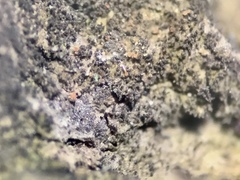 Pseudosagedia isidiata