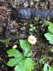 Hydnum washingtonianum