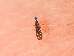 Dolichocephala