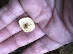 Hydnum washingtonianum