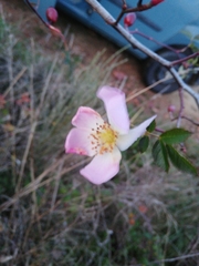 Rosa pouzinii