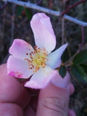Rosa pouzinii