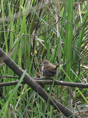 Troglodytes troglodytes