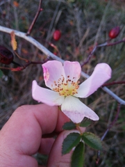 Rosa pouzinii
