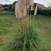 Pampas Grass - Photo (c) Julien Lepage, some rights reserved (CC BY)