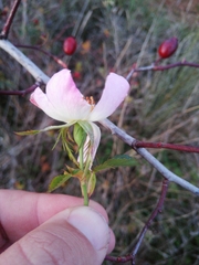 Rosa pouzinii