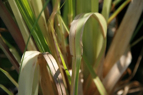 Cortaderia selloana