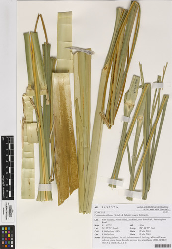 Cortaderia selloana