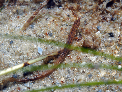 Cosmocampus brachycephalus