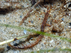 Cosmocampus brachycephalus