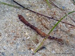 Cosmocampus brachycephalus