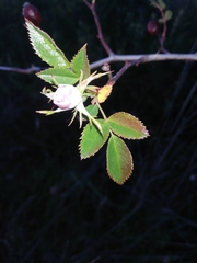 Rosa pouzinii