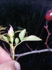Rosa pouzinii