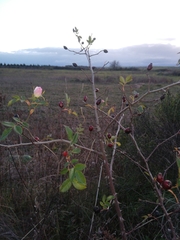 Rosa pouzinii