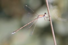 Lestes pallidus