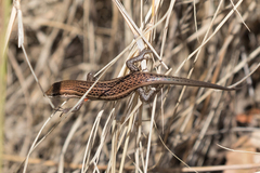 Trachylepis laevigata