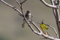 Prodotiscus regulus