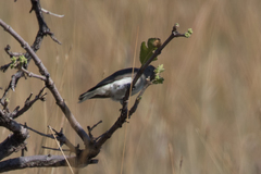 Prodotiscus regulus
