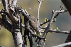 Prodotiscus regulus