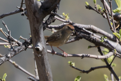 Cisticola chiniana