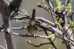 Cisticola chiniana